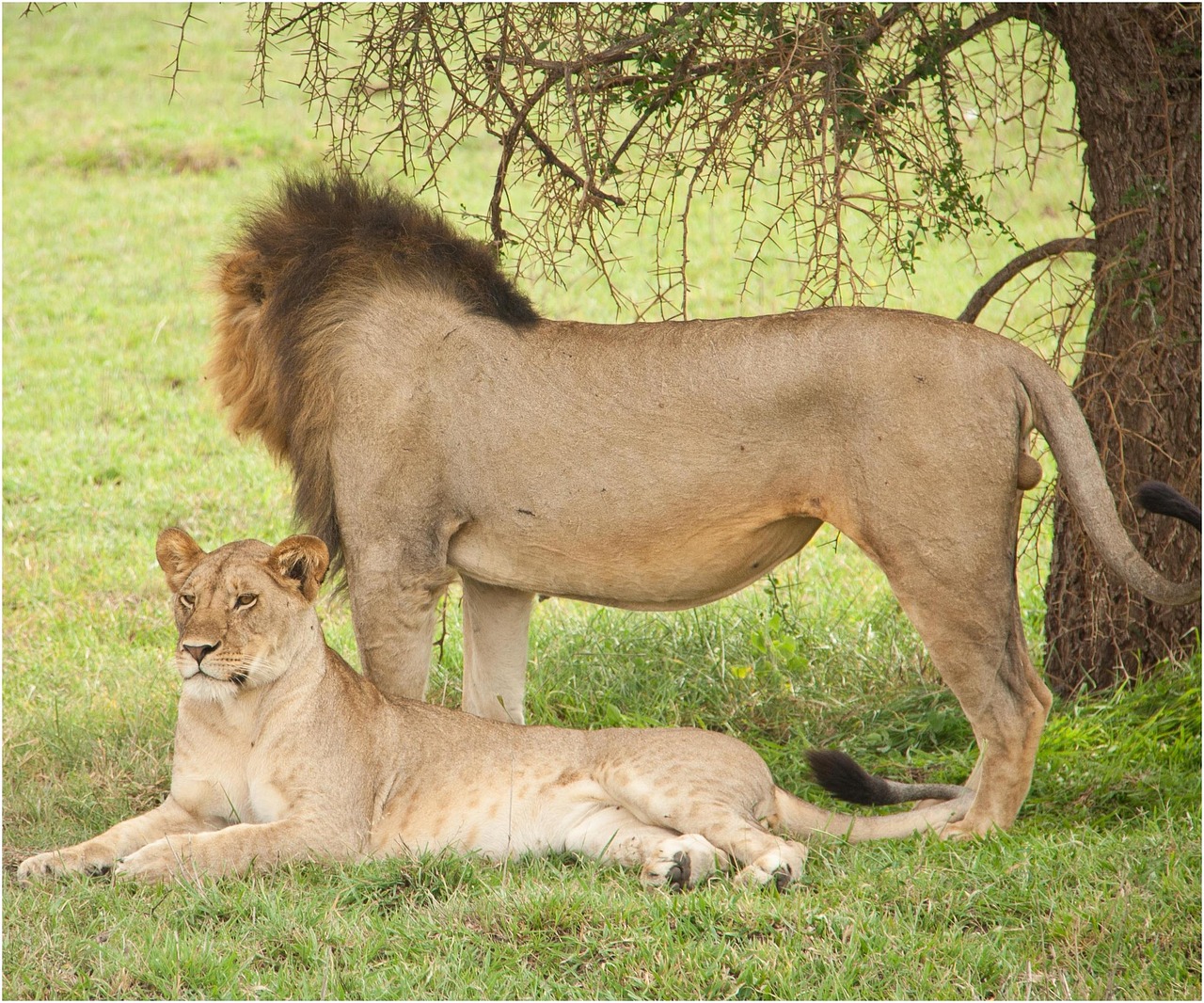tanzania-safari-1