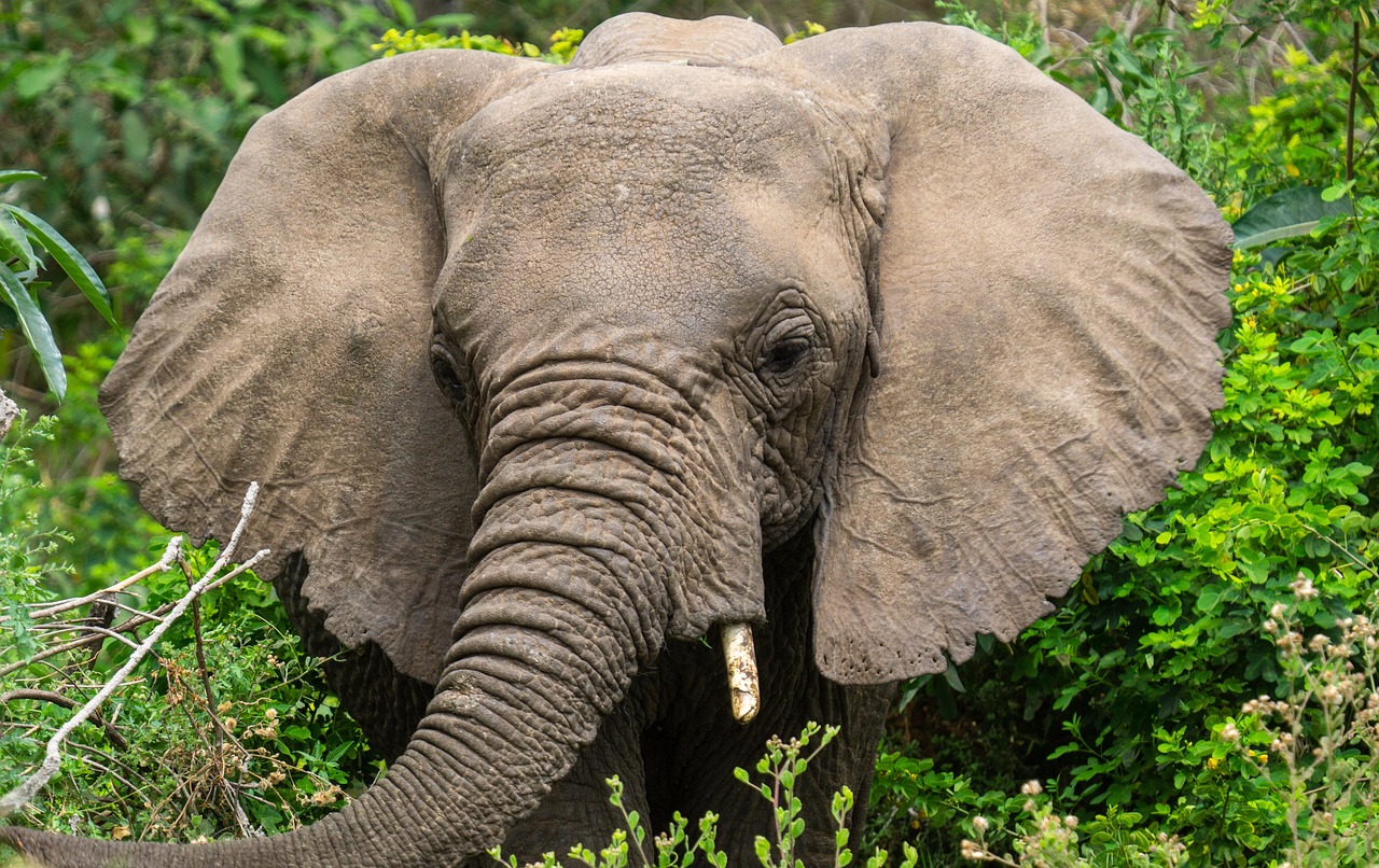 Tanzania Budget Safari 6 Days Image